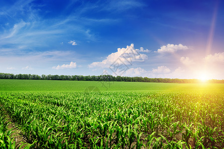绿色玉米田和蓝天空上美丽的日出图片