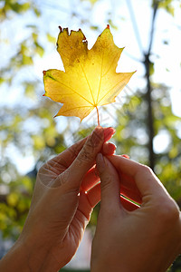 手握秋色叶图片