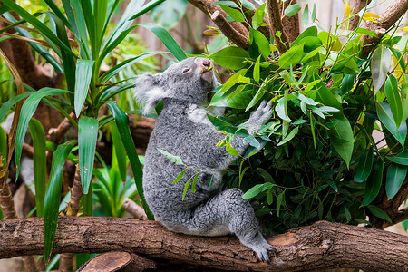 KoalaBear树上的Koala树上的koala图片