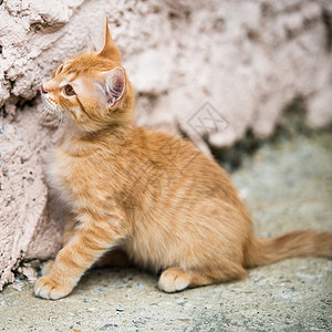 哈咪猫爱意红小猫有趣的咪背景