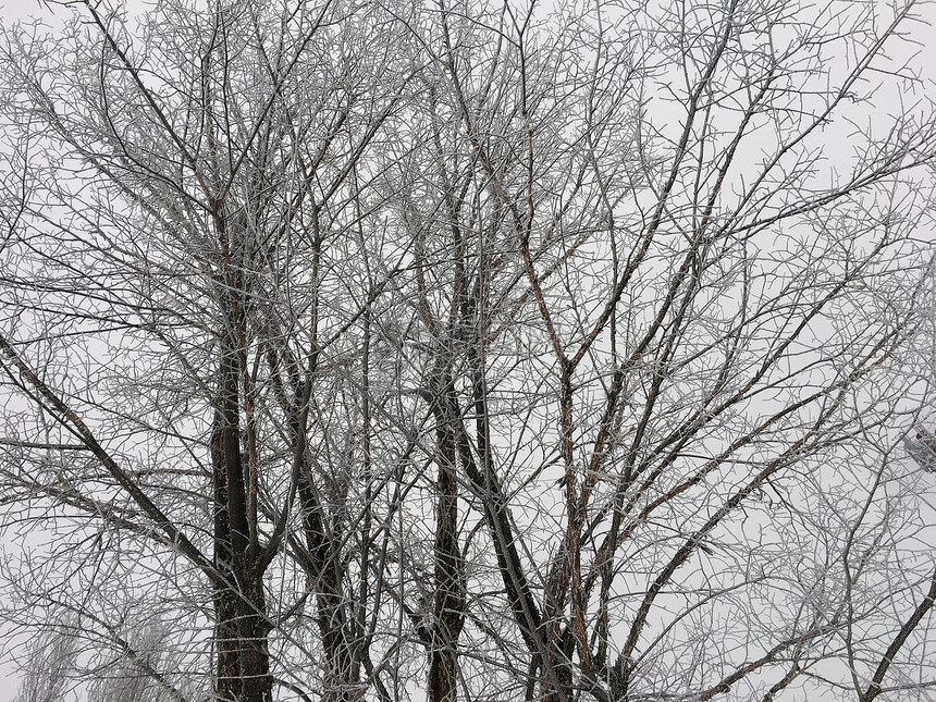 寒冷的冬树冻森林枝图片