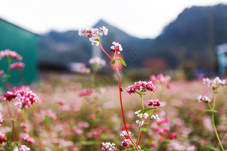 鲜热花山丘图片