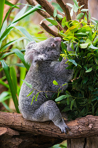 KoalaBear树上的Koala树上的koala图片