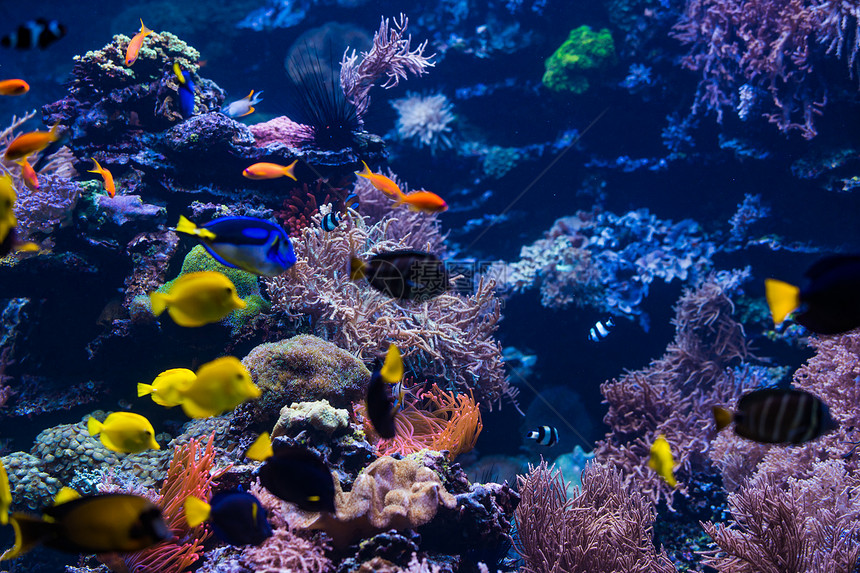 热带鱼水下世界风貌图片