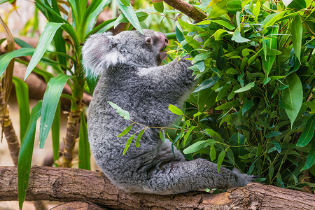 KoalaBear树上的Koala树上的koala图片