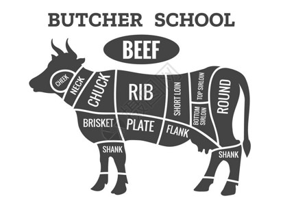 牛分割图牛肉屠宰图切或牛排图表供餐厅海报矢量图插画