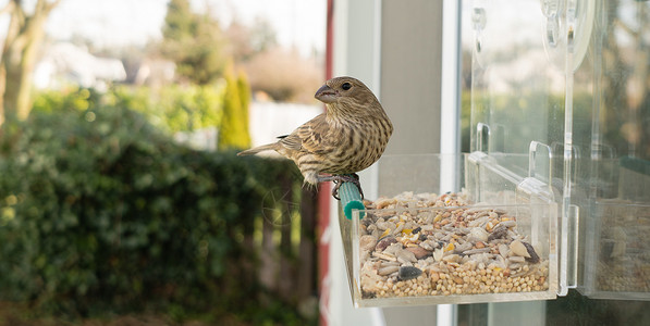 小鸟在喂食一个装窗口的种子器之间回头看小鸟图片