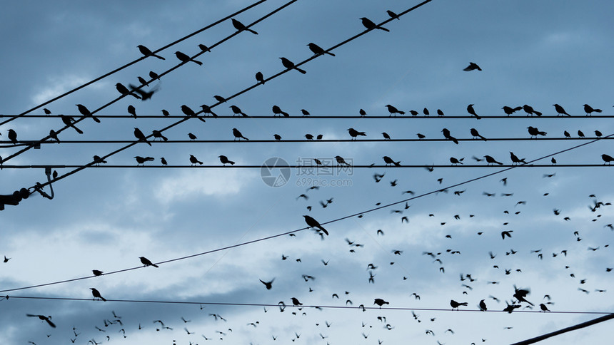 鸟儿们在市中心日落附近的一条铁丝网上来到了这里图片