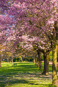 春天美丽的公园花春天的风景图片
