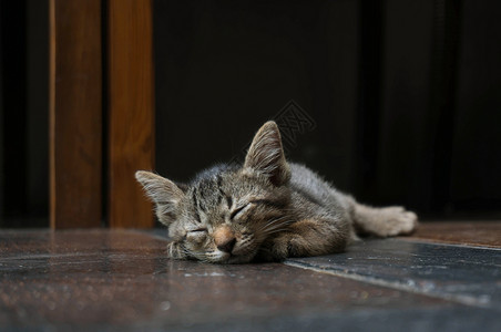 猫咪躺在木地板上高清图片