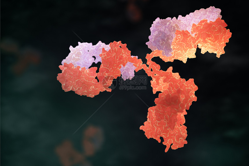 人体抗immunoglobulin3D插图图片