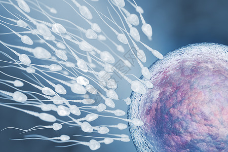 精子和蛋细胞说明3D插图图片素材