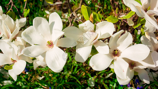 春季木兰上美丽的花图片