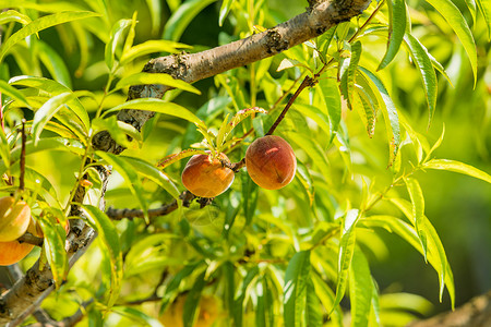 在桃树枝上生长的甜果子图片