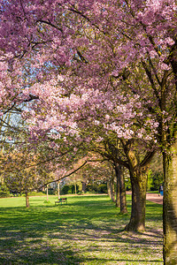 春天美丽的公园花春天的风景图片
