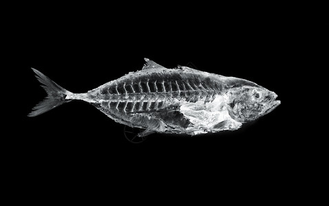 鱼X射线图片