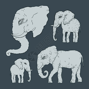 大象矢量插图图片