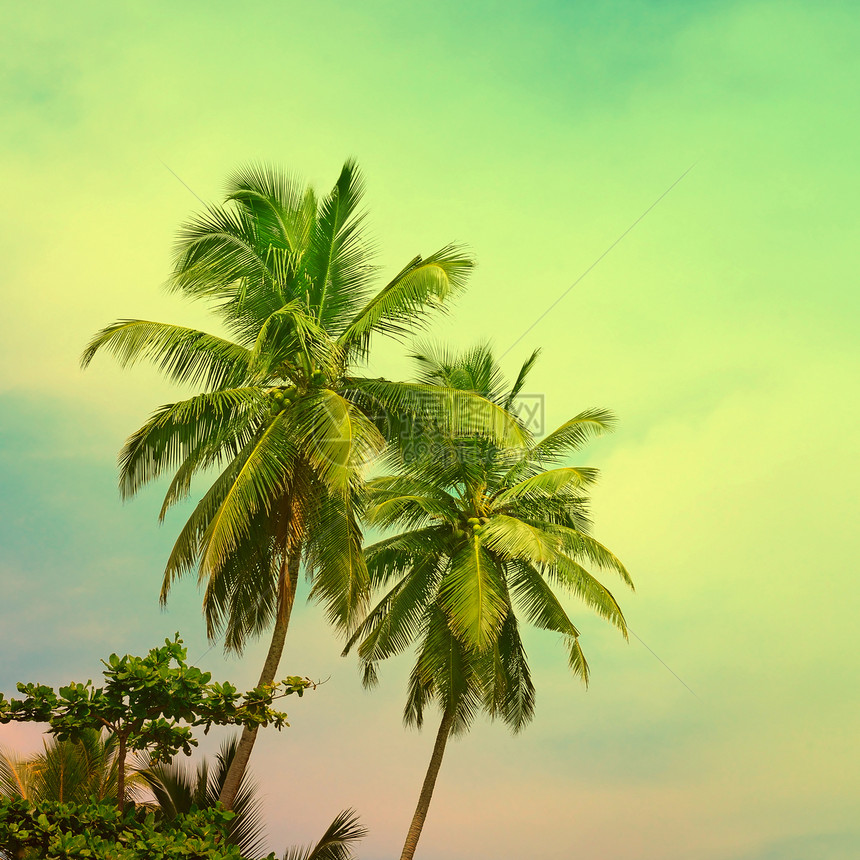 将热带棕榈树放在阳光灿烂的天空上充满抽象的云层过滤器和托宁的影响图片