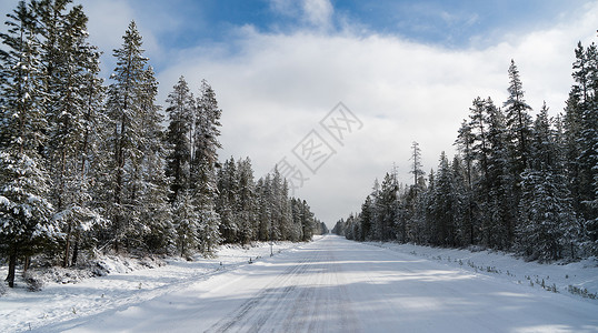 森林雪地的道路背景图片