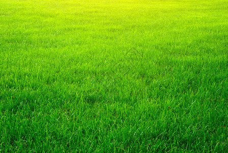 绿色草背景结构设计要素绿色草背景图片