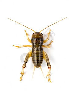 白背景板球图像昆虫动物图片