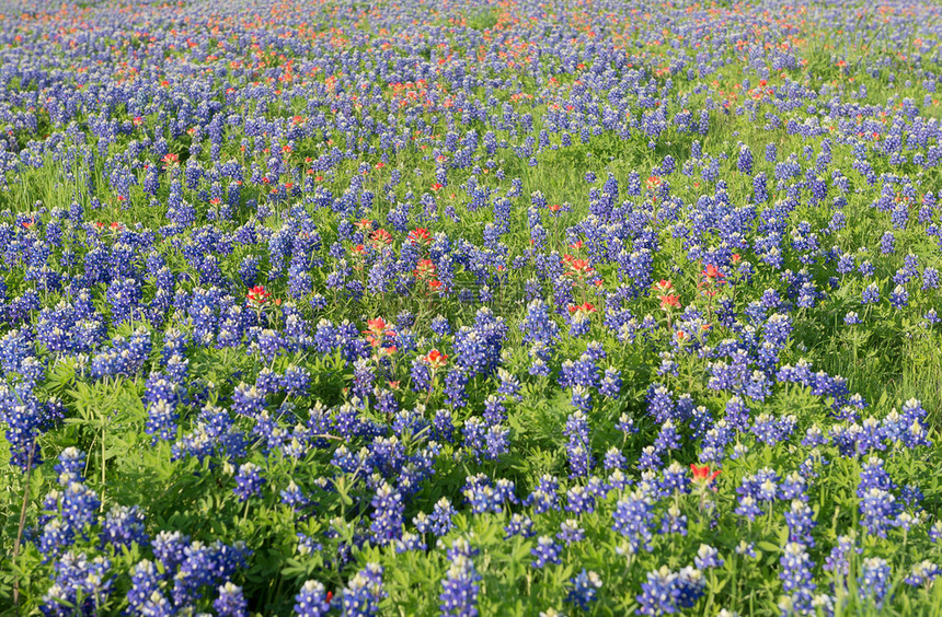 蓝邦花朵在德克萨斯欧文开花图片