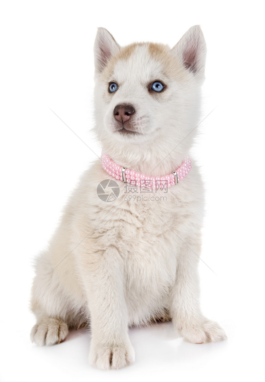 白色背景面前的小狗西比亚哈斯基图片