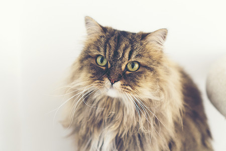 波斯猫背景图片