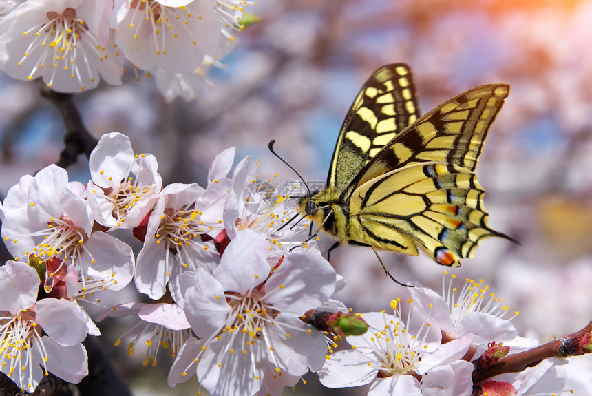 蝴蝶和白花大自然的成分图片