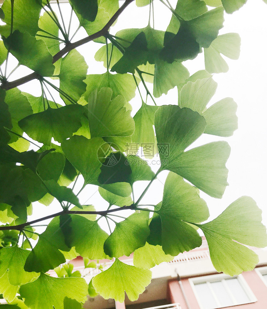 Ginkgo木树图片