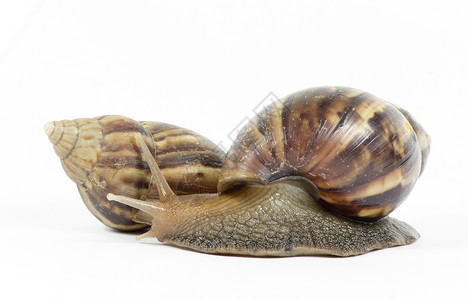 白色的非洲巨型蜗牛鼻涕虫高清图片素材