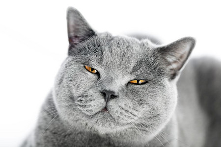 英国短发猫在白色上被孤立愤怒无聊烦闷愤怒的表情英国短发猫在白色上被孤立愤怒背景图片