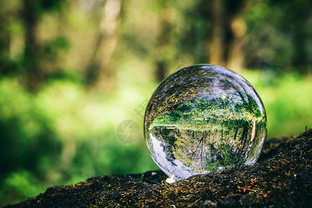 水晶球站在树干上代表森林环境保护地球日背景图片