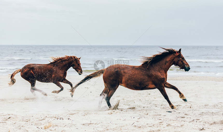 两匹棕色马在海边快速跑动图片