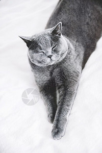 灰色英国短发猫躺在白床上家畜灰色英国短发猫躺在床上图片