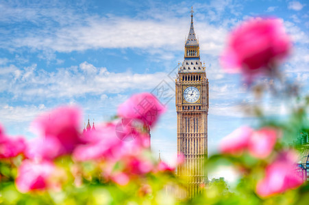 夏洛宫BigBen英国伦敦威斯敏特宫在阳光明媚的春天夏从一个公共花园里看到美丽的玫瑰花朵伦敦英国从一个公共花园里看到美丽的玫瑰花朵背景