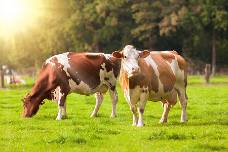 草地上的牛群青壮小图片