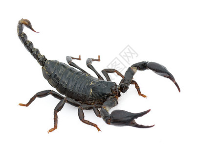 皇帝蝎子Pandinusundererator在白色背景的图像昆虫动物背景图片