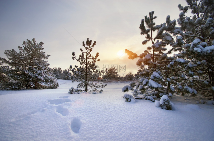 冬季风景自然的构成图片