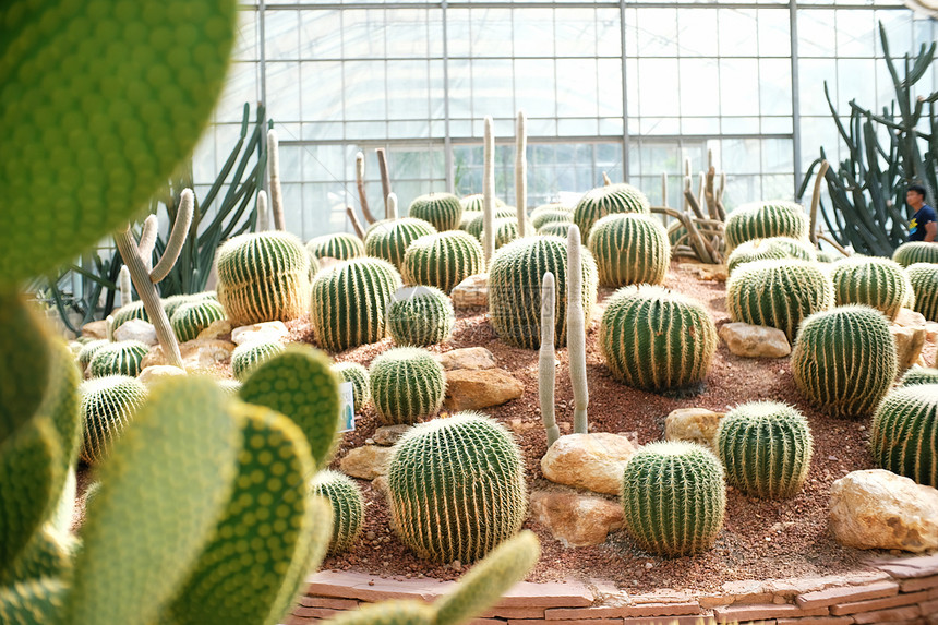 花园中的精美suculants和仙人掌植物图片