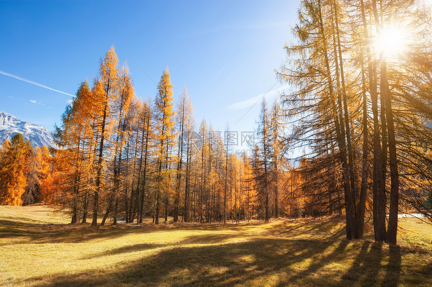 多洛米特阿尔卑斯山的阳光景色有黄的长廊树秋天风景多彩的山地观意大利多洛米特阿尔卑斯山景色多彩的秋天全景色多洛米特阿尔卑斯山景色多图片