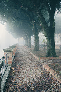 公园中弥漫着雾的浪小巷晨间城市公园白天高清图片素材
