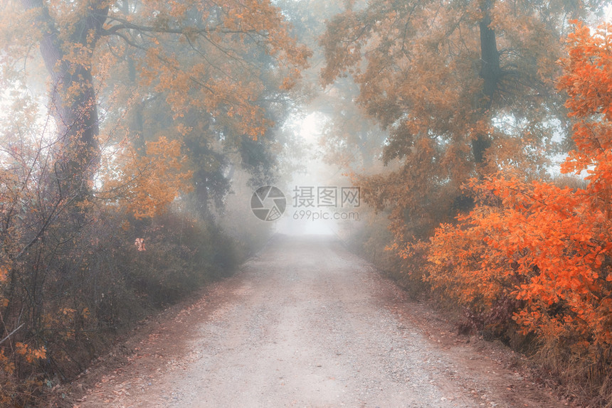 穿过秋雾林的田间道路图片