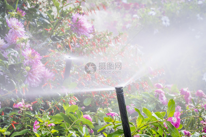 花朵繁多的在园中喷水器图片