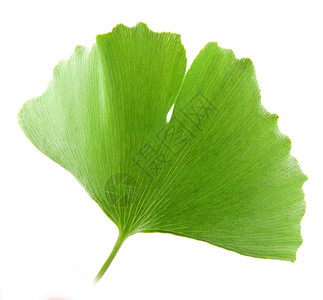 GinkgoBilobaLeaf孤立于白色背景高清图片