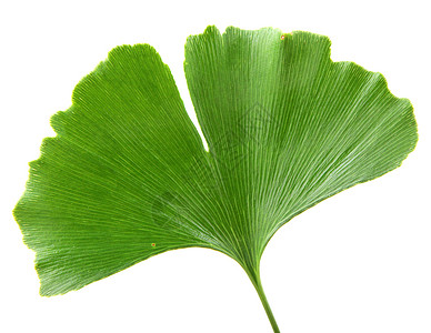 GinkgoBilobaLeaf孤立于白色背景高清图片