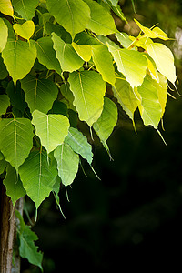 绿色的有日落bodhi树叶图片