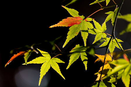 美丽的绿树叶秋天变红背景图片