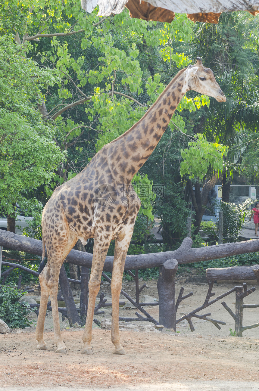 泰国动物园长颈鹿图片