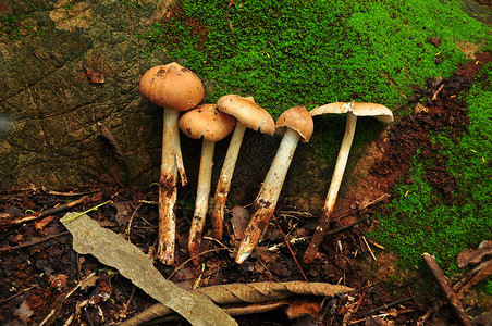 泰语森林蘑菇图片